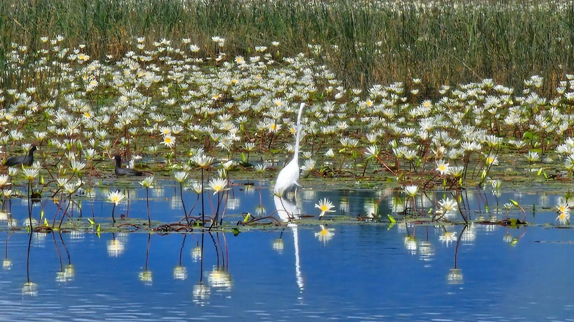 axochiapan-laguna-garzas (2)